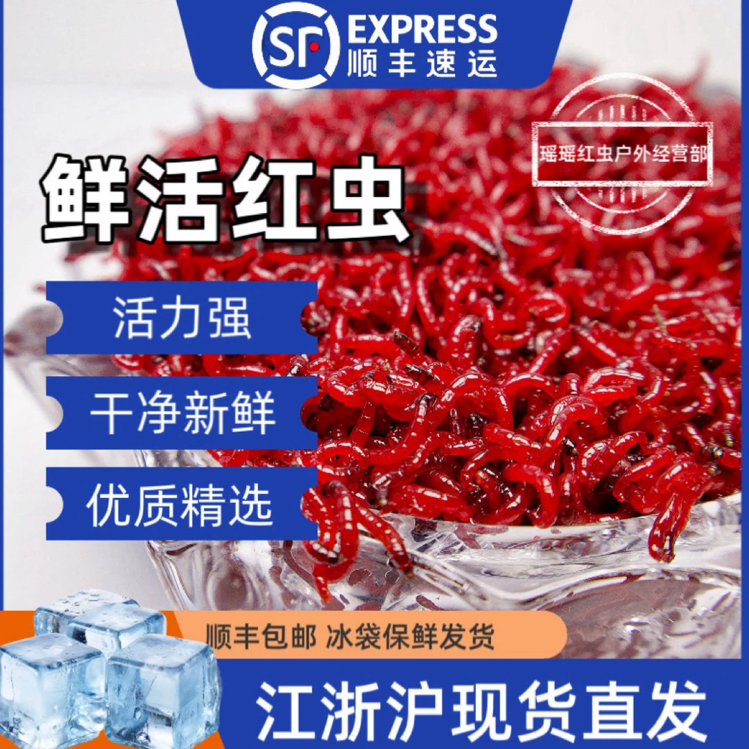 鲜红虫大号公虫活饵喂鱼饵拉饵鲫鱼野钓饵料钓鱼营养鱼饵