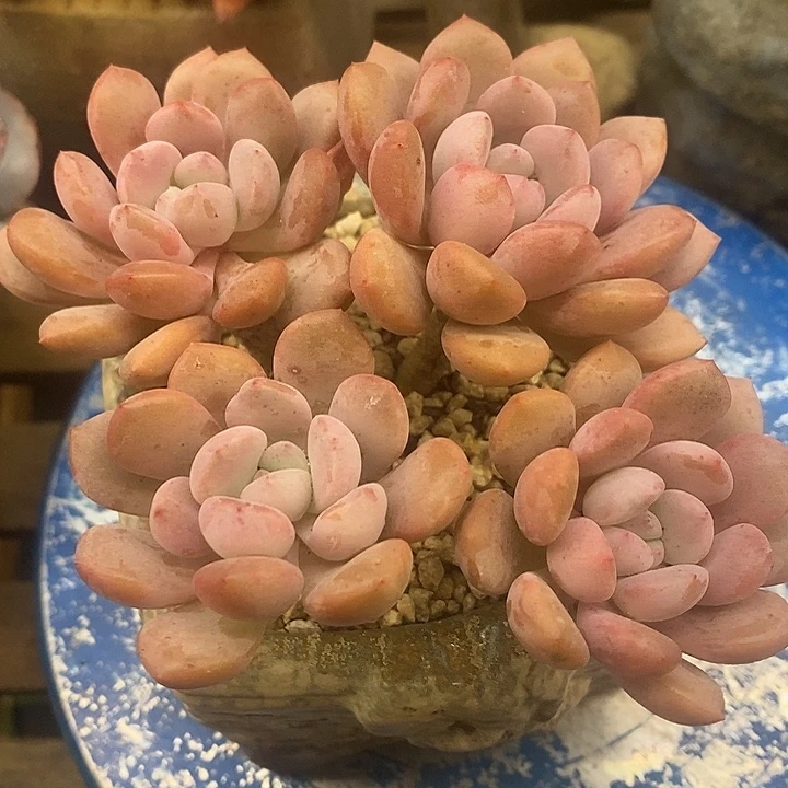 多肉植物肉肉植物