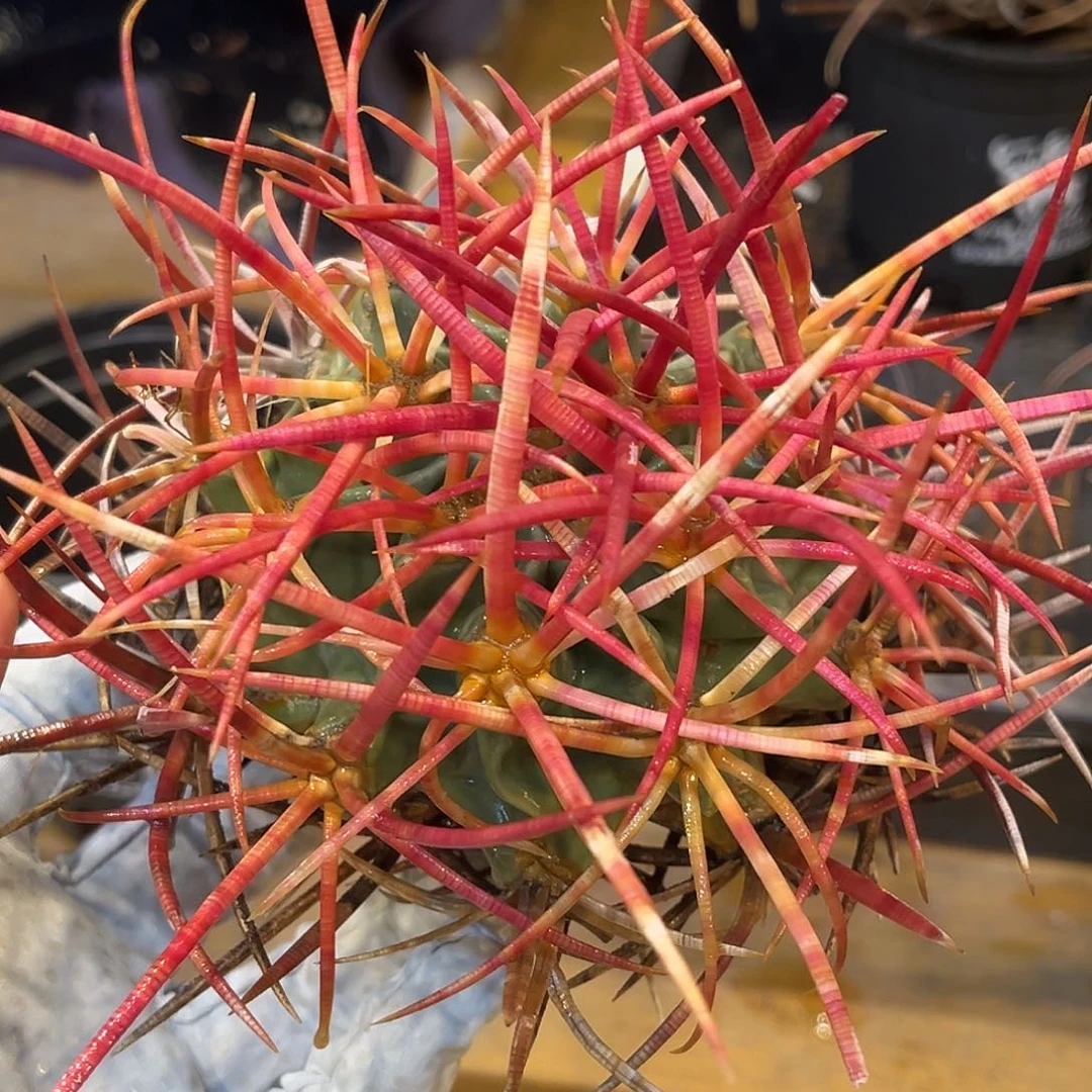 潮流植物 大龙冠 福利