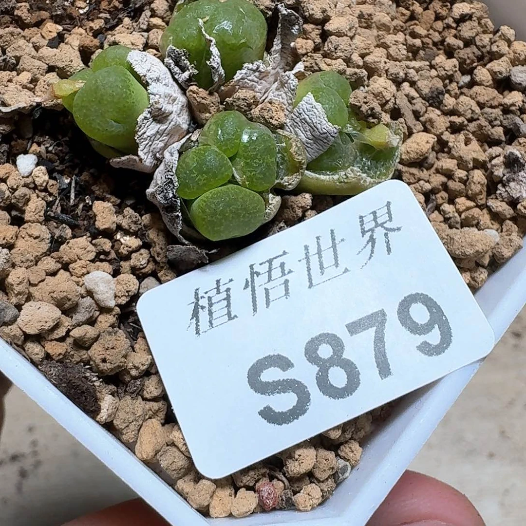 879号多肉植物哇c g