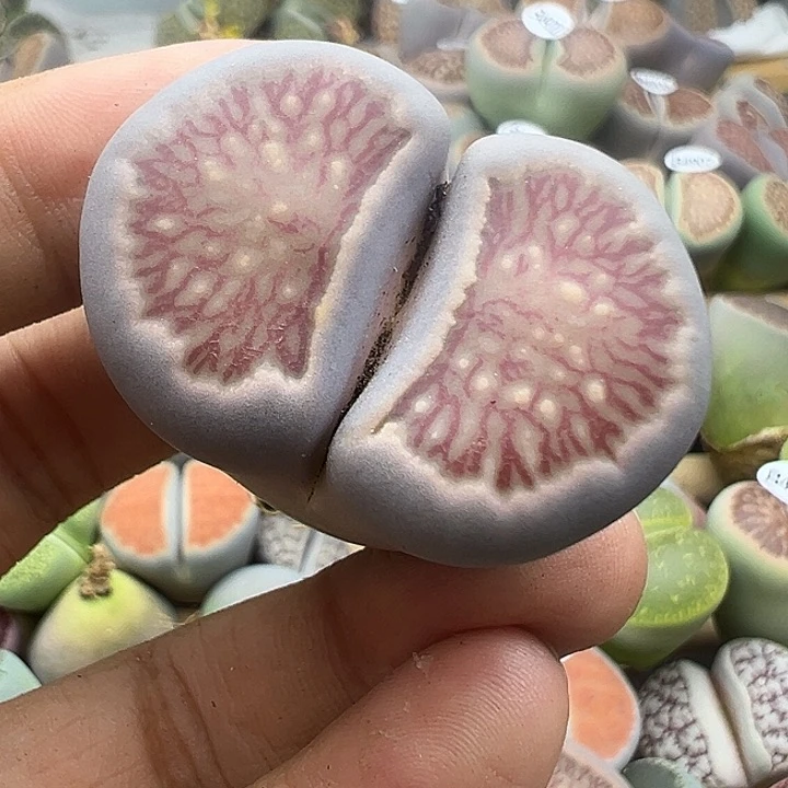 4929有点干疤有点腿但是脸蛋美