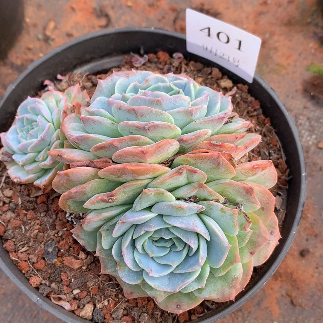 【闪购商品】云401号
