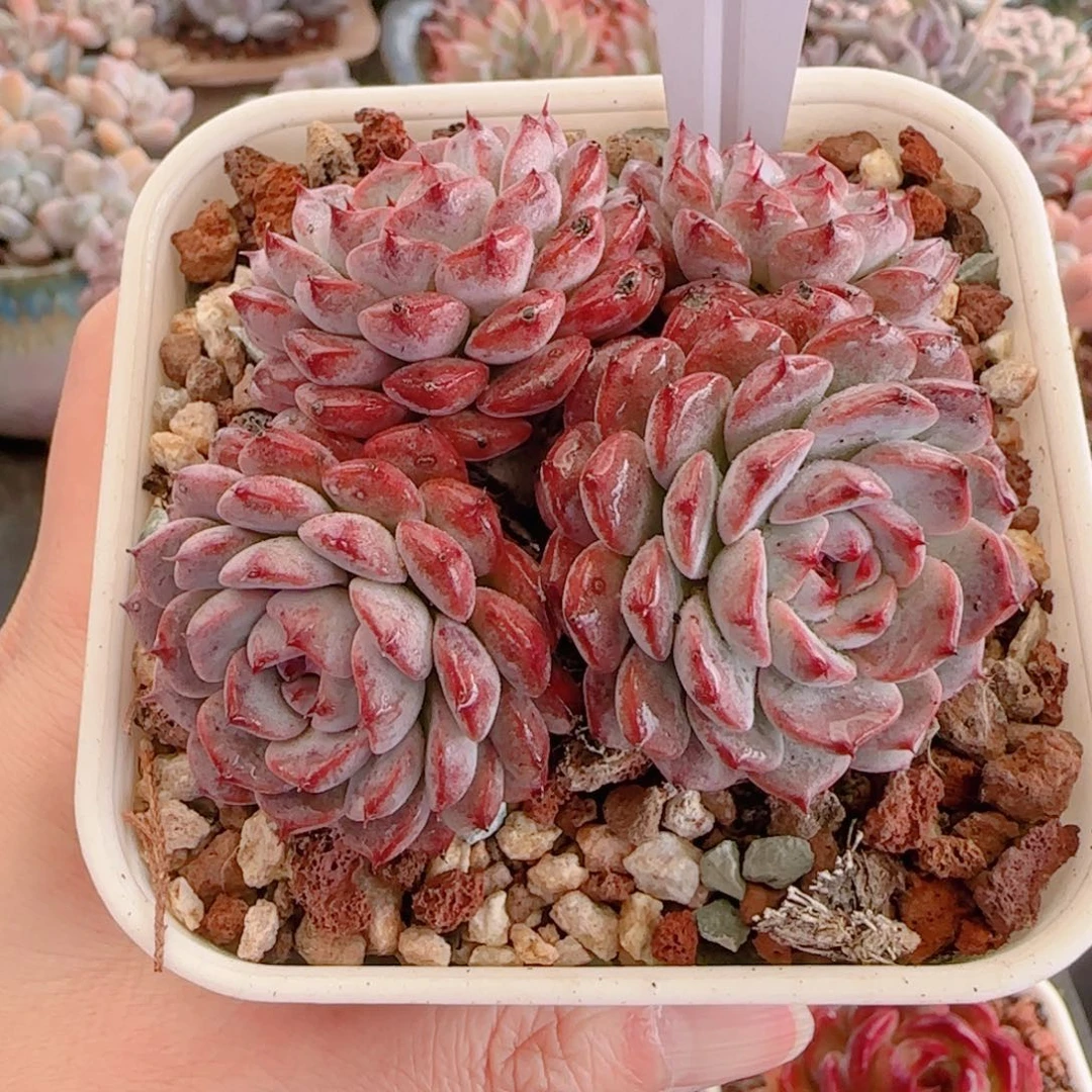 多肉植物8555……………