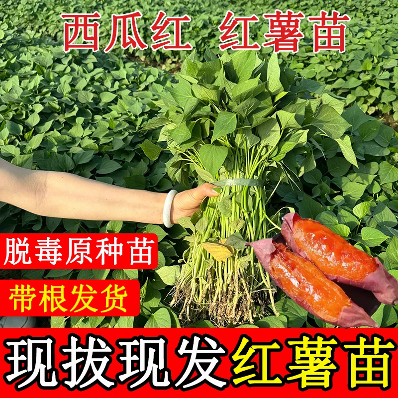 西瓜红红薯苗秧糖心蜜薯红薯苗种紫薯板栗薯山芋番薯地瓜秧苗种苗