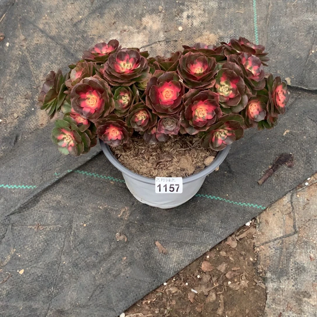 云***天1157荔枝朵朵拔毛带盆带土