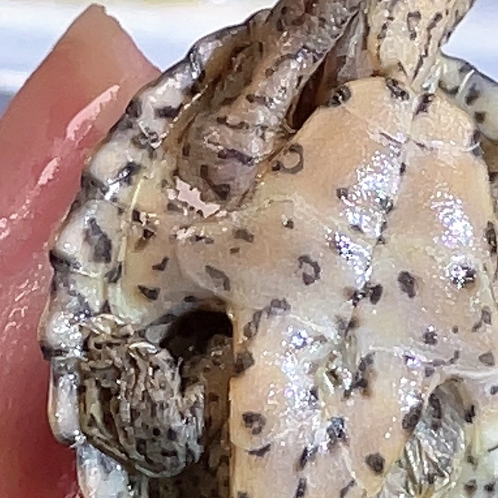 宠物龟不分公母P5全品满纹黑刀