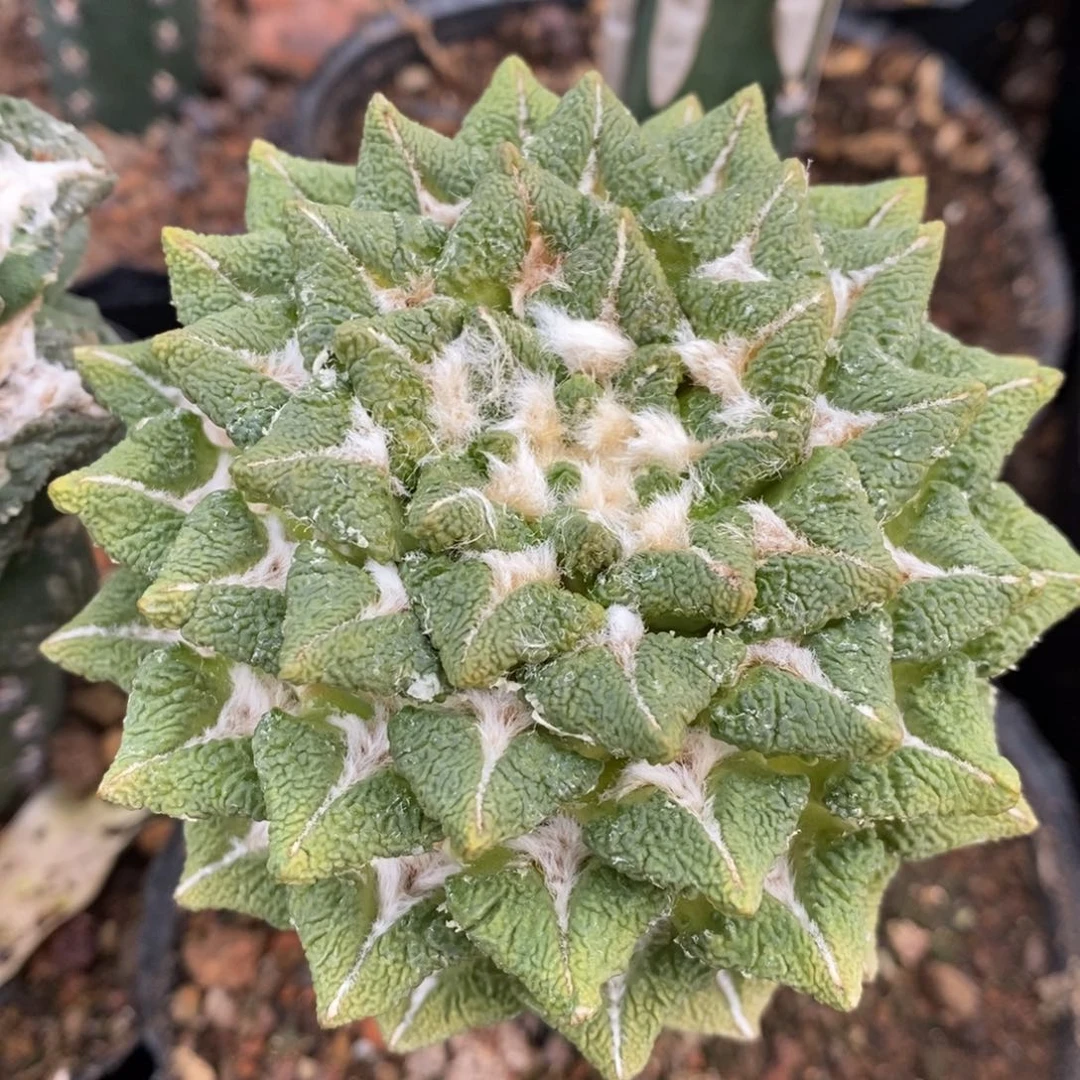 黄体大油翘叶黑牡丹，