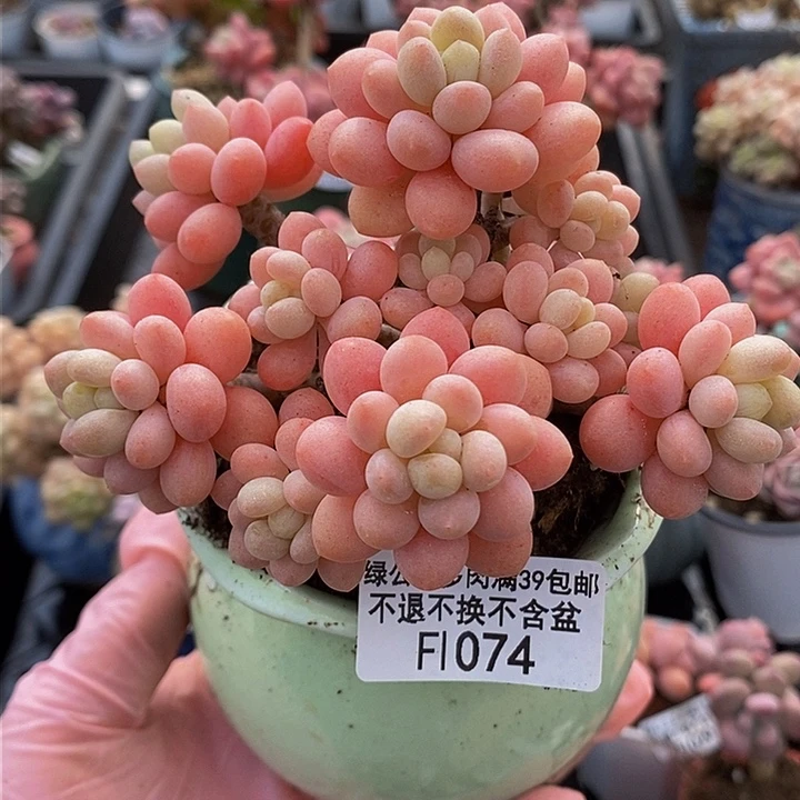 鱼子酱老桩10cm1074多肉植物