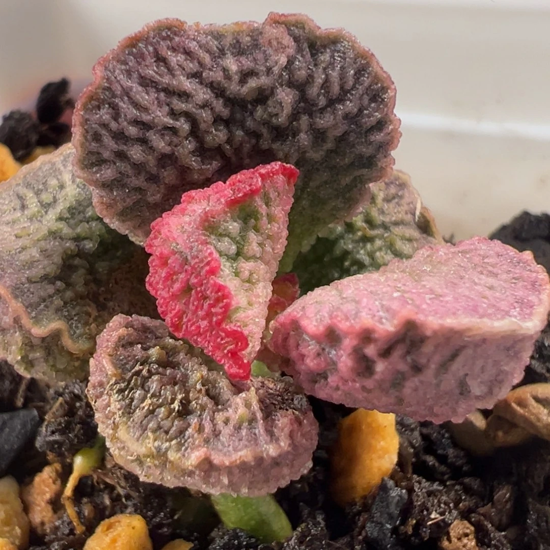 实生新品多肉植物水泡多肉植物