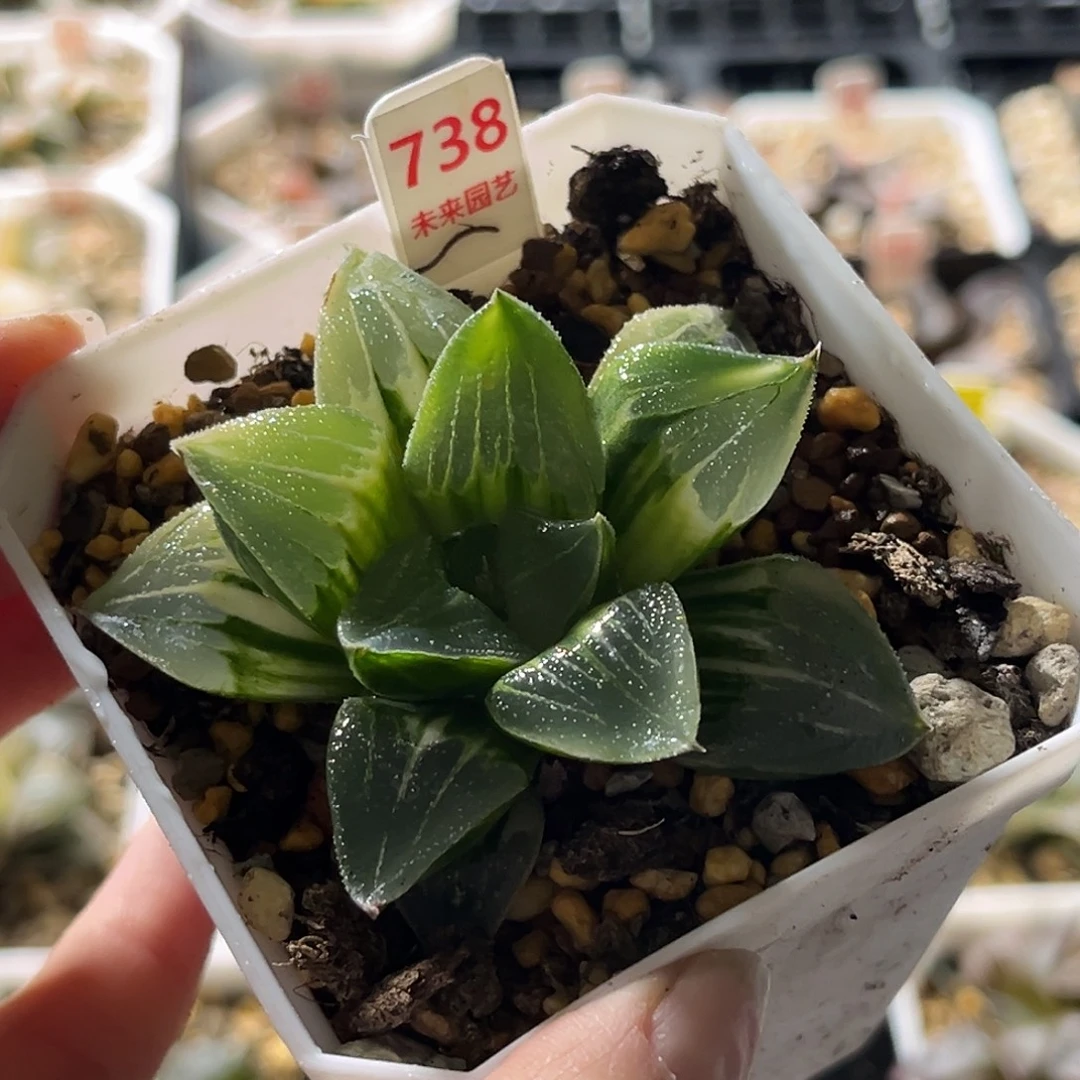 738磨面寿锦福利福利