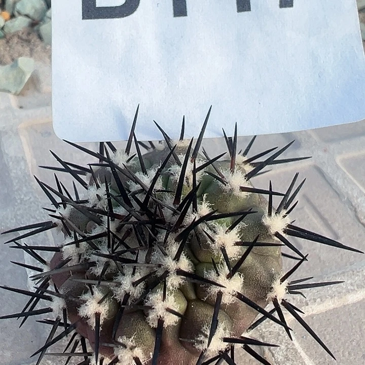 147。黑王。一代侧。