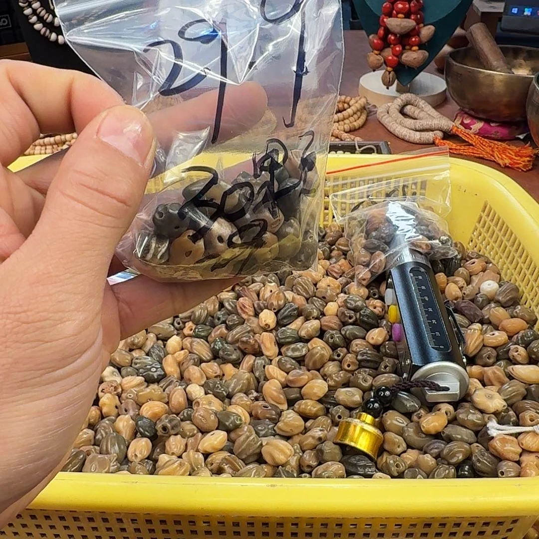 手串菩提根/象牙果龙脊菩提原籽散籽（29颗）