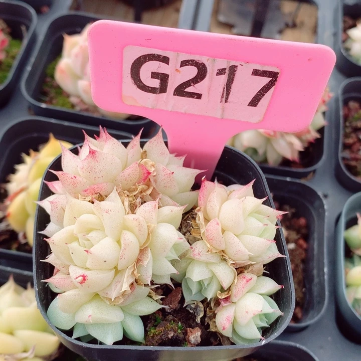 麦秆6cm不包整群