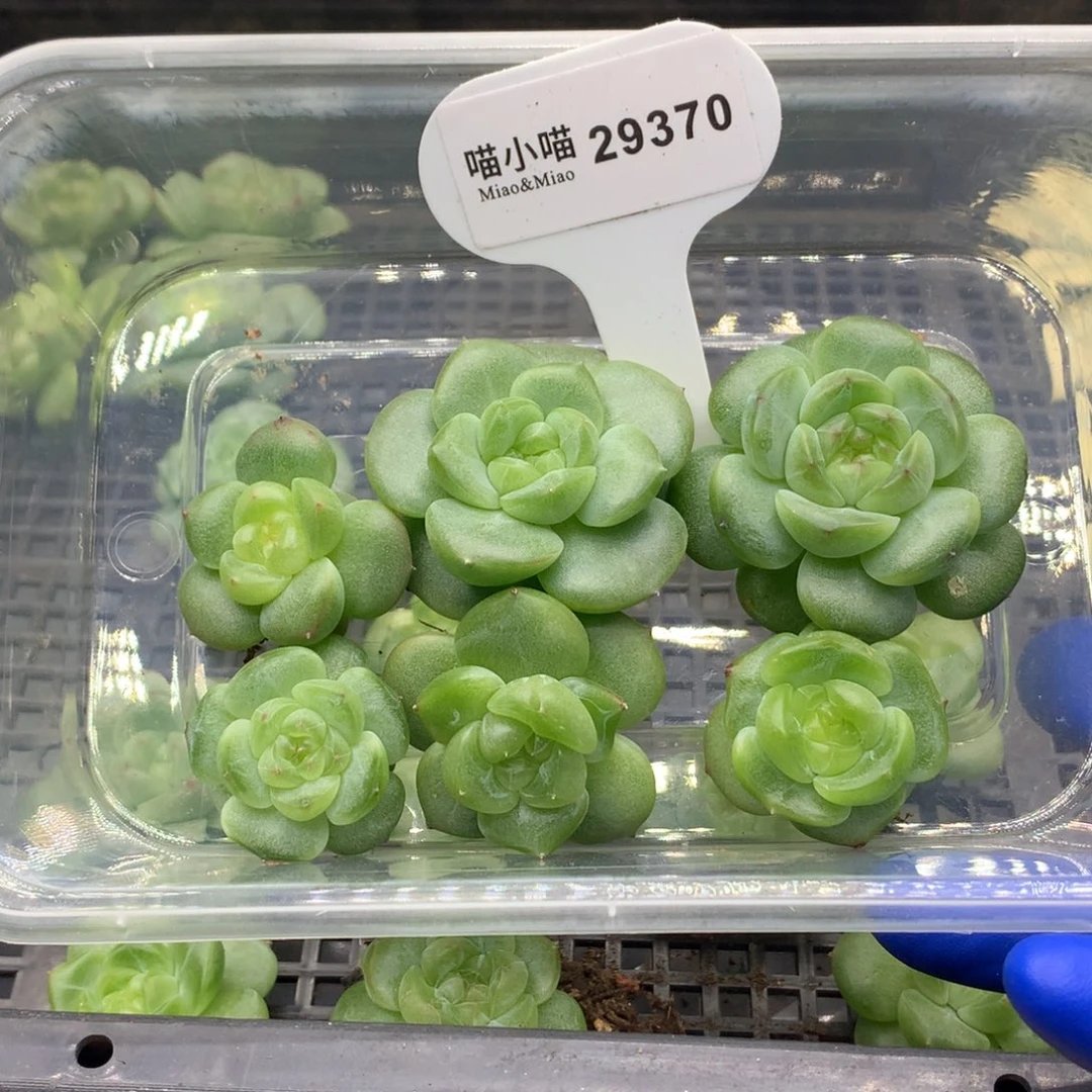 烟***。多肉植物杂交珍妮