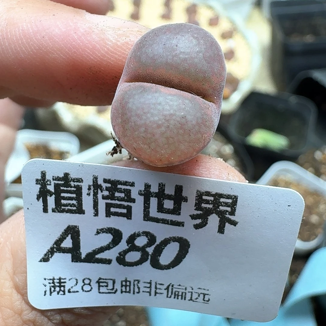 多肉植物的润泽和发发g