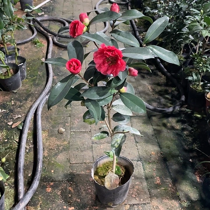 大部分花苞少量开放，桂昌先生