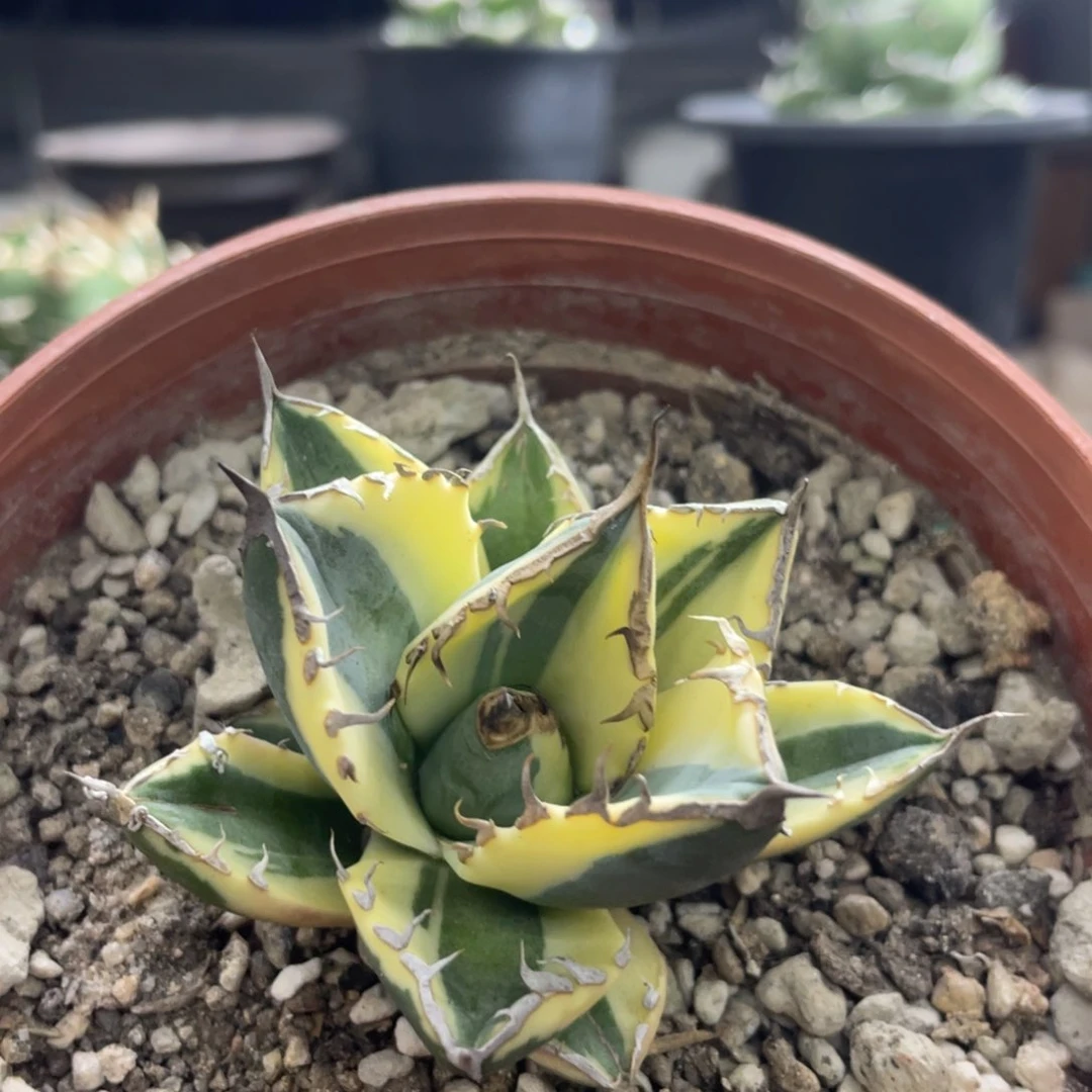 【闪购商品】龅牙 非组