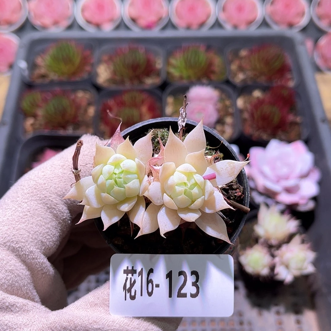 花利美16-123蔓莲