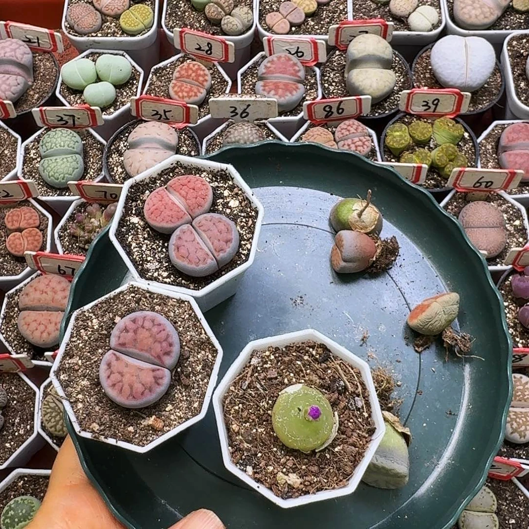 福利无售后33:：：。  322