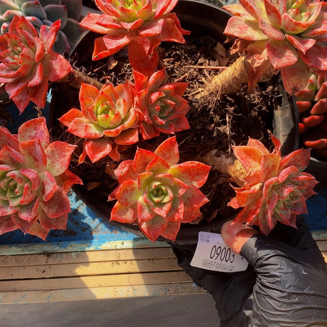 用***1贝拉多娜09033多肉多肉