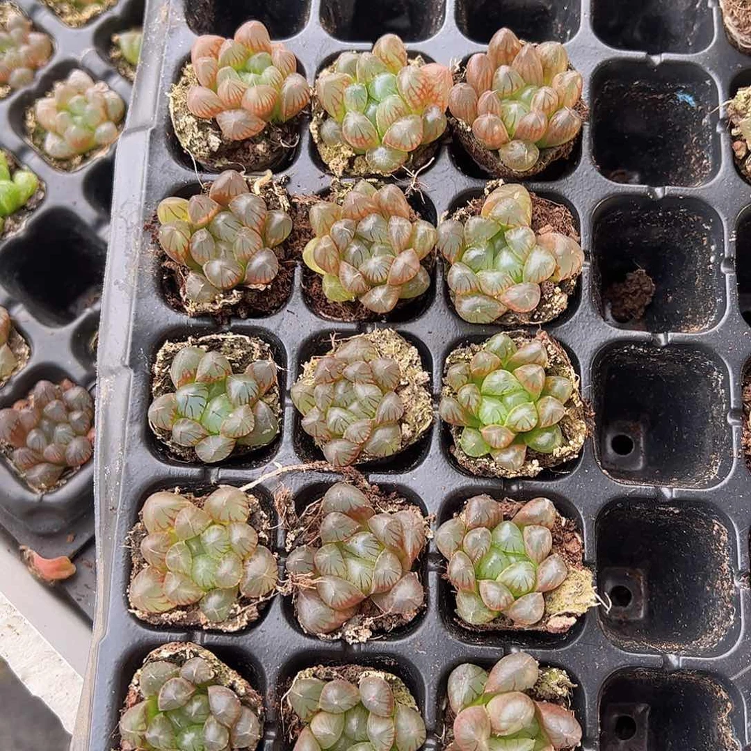 105孔玉露15颗全黑色的量拍