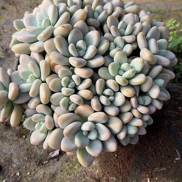 孤***寒香水洛神寄养发空包