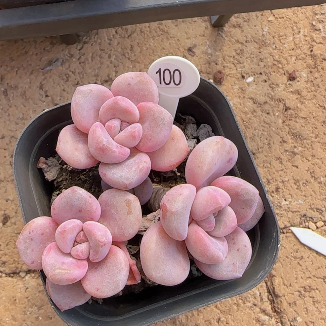 童***_紫奶老装精控一颗