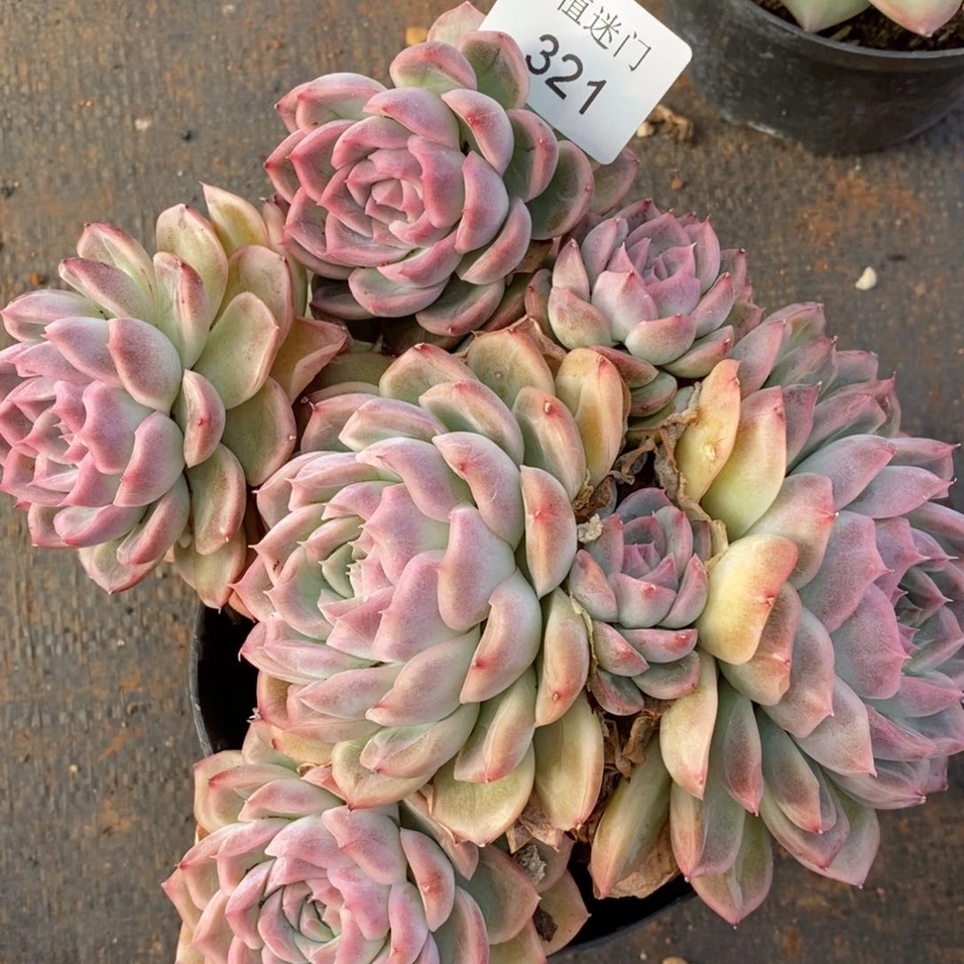 行***。杂交精品多肉321