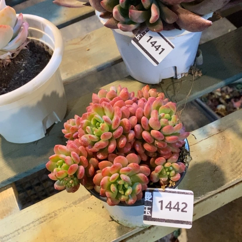 【闪购商品】可爱多1442