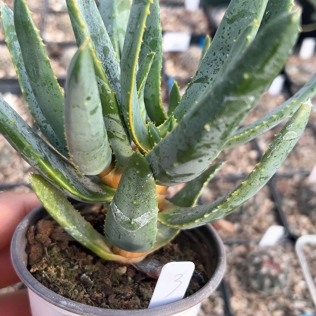 多枝芦荟，子播实生，