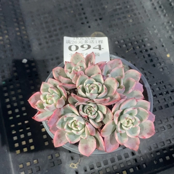 094号奶油黄桃锦群一物一拍满18包邮满26送一颗多肉