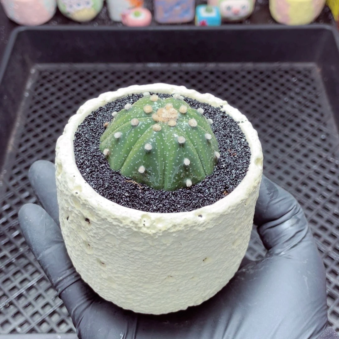 w7645--带盆土发货，零下地区拍保温箱