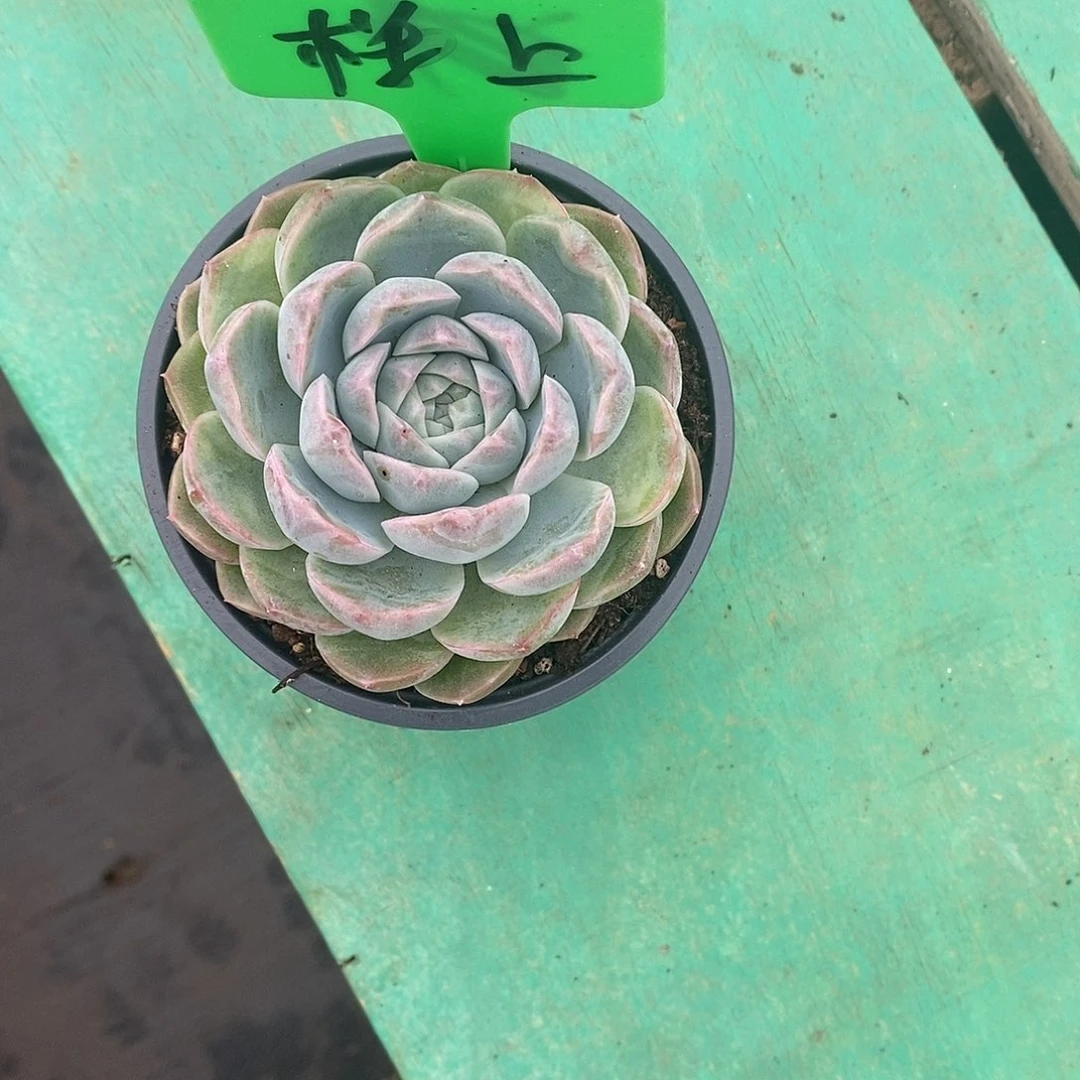 楼***臭1颗寄养。