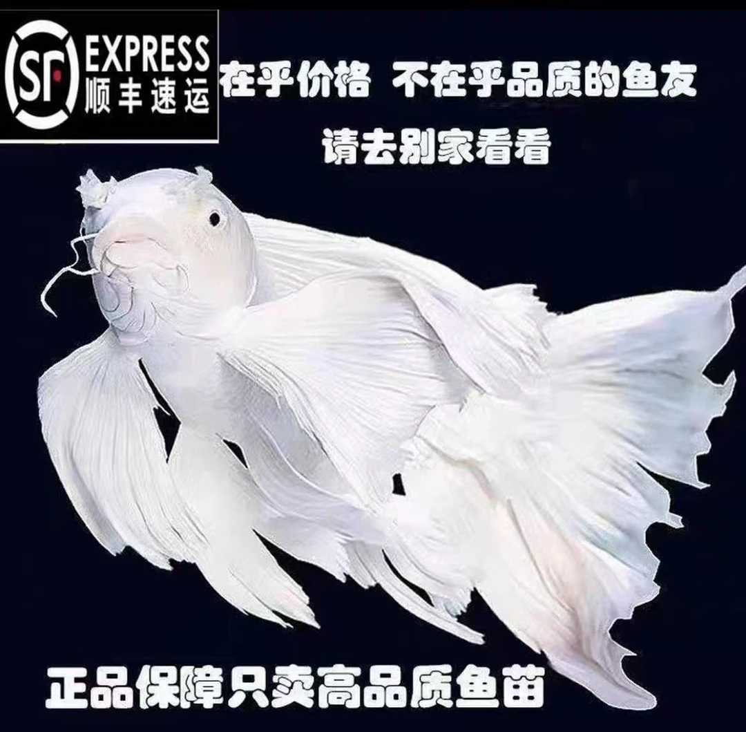 喵小安 精品蝴蝶鲤台系短身球体