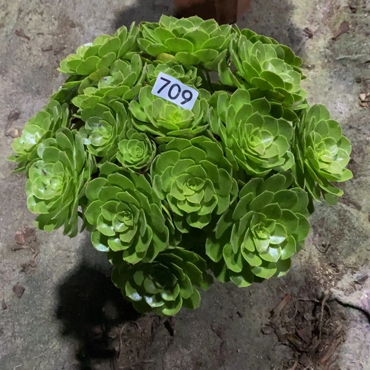 ?****?万圣节多肉植物709