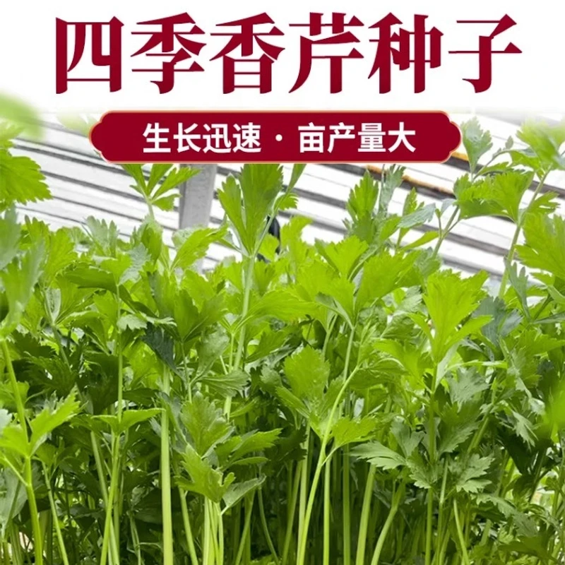 四季小香芹种子蔬菜种子易种易活芹菜种子季青菜籽蔬菜种孑农家