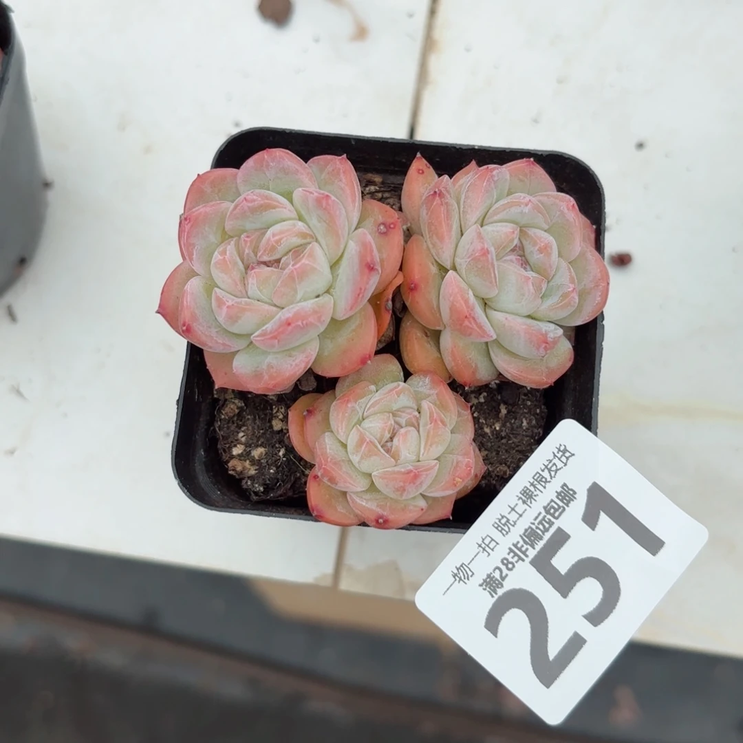 孤品老桩无盆土发货