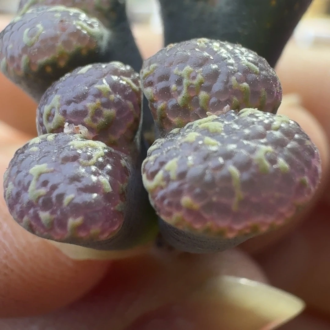 115号四头泡泡勋章一物一拍