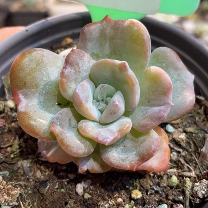 奶茶石化341号的啊啊啊多肉啊啊