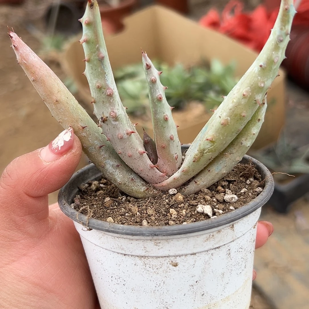 多肉植物好望角芦荟