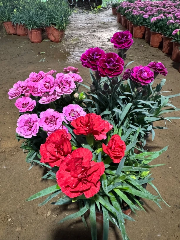 康乃馨【紫蝴蝶+红颜+紫嫣】四季开花带花苞 盆栽 原盆原土发货