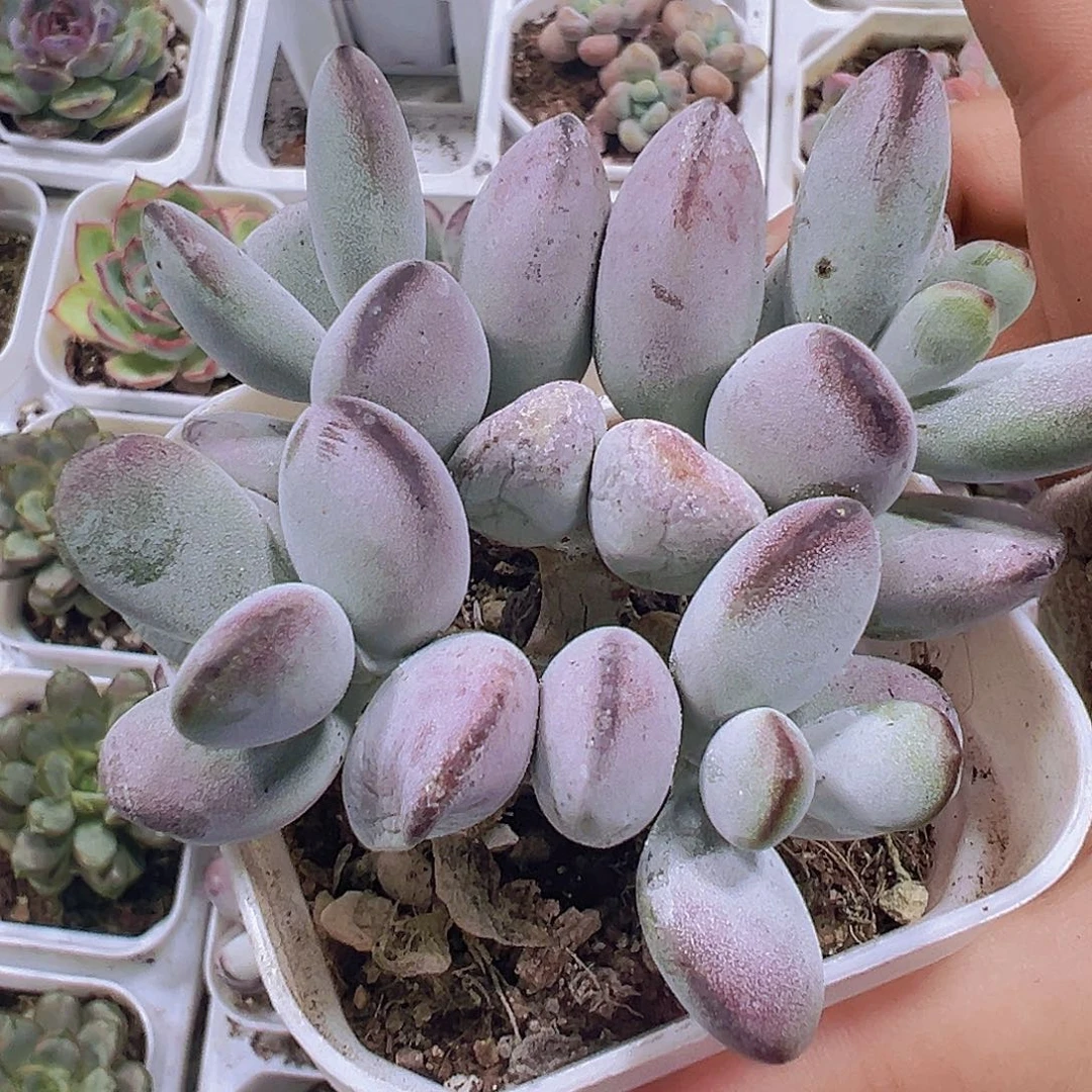 乒乓群9.9包邮多肉