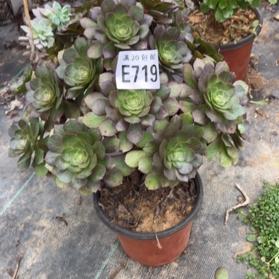 719万圣节不包断枝