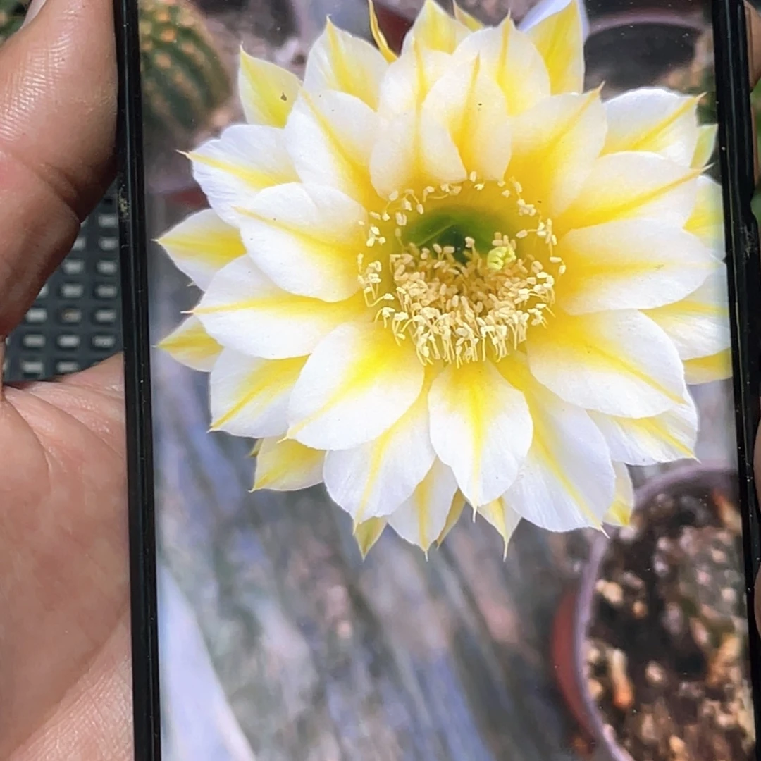 彩草 依卡洛斯侧芽 歪 满20包邮5公分