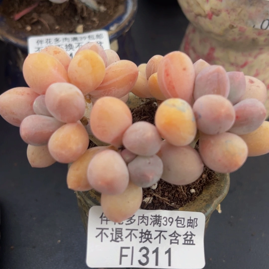311香水手指奶酪dr6cm