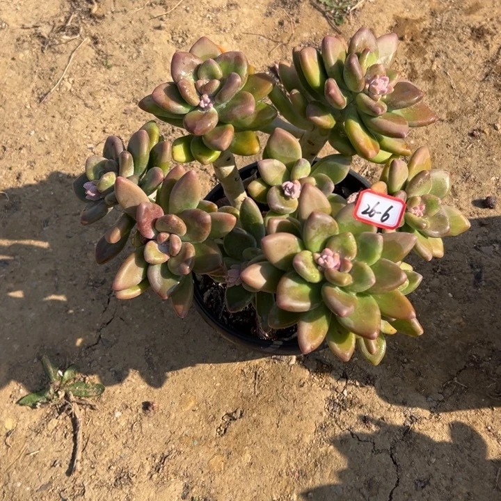 宏***配精品多肉植物老桩芒果奶