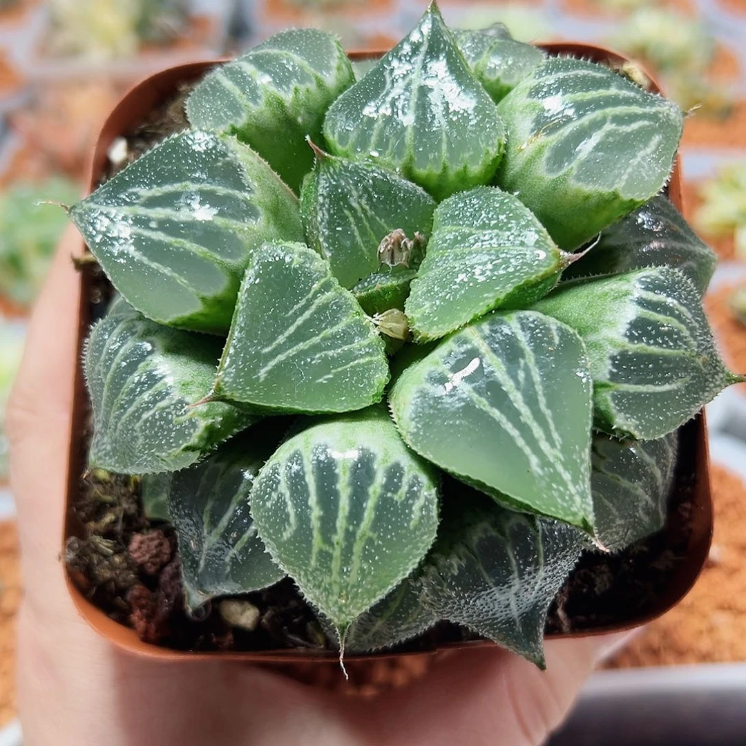 十二卷多肉春雷寿