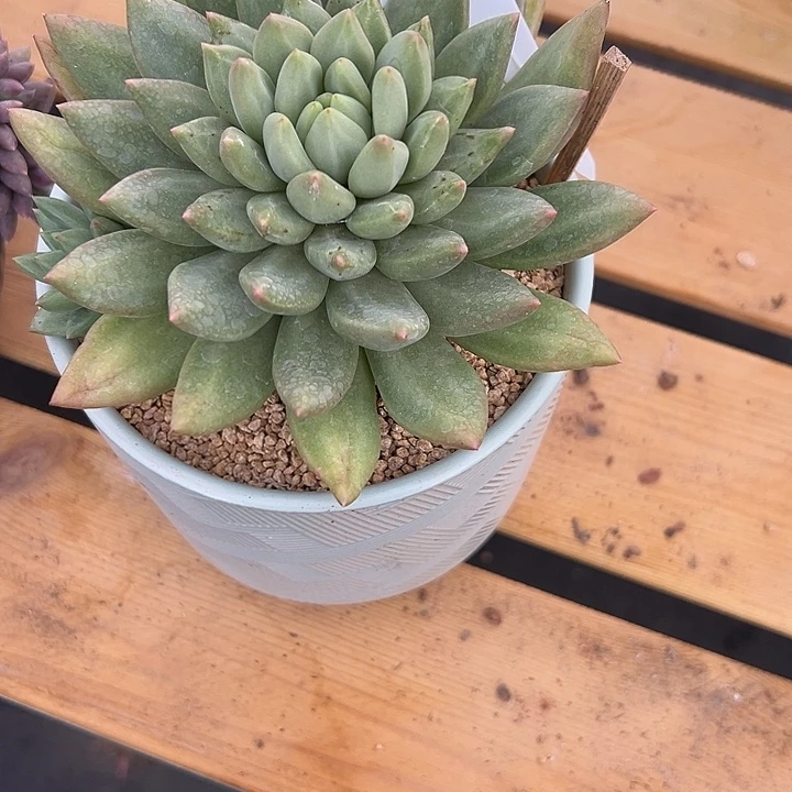 5。