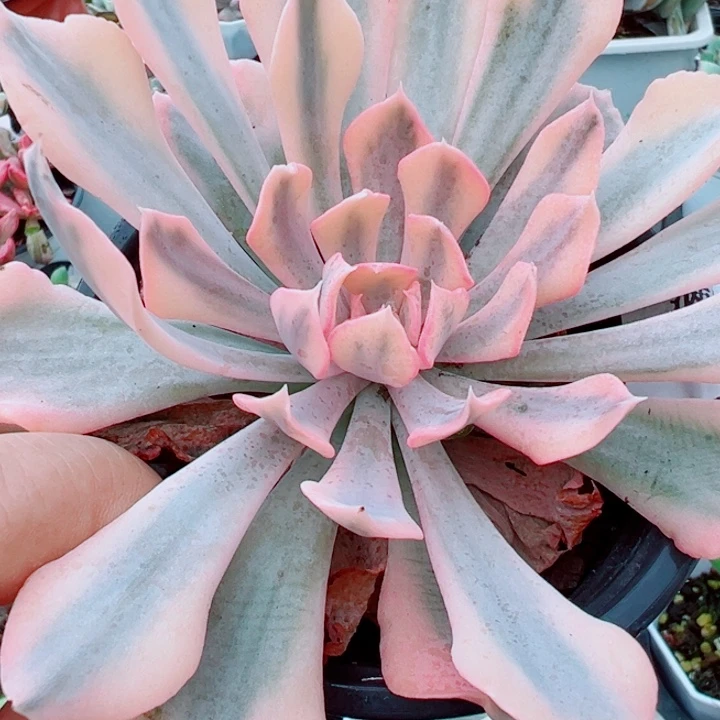 利比里亚锦多肉植物