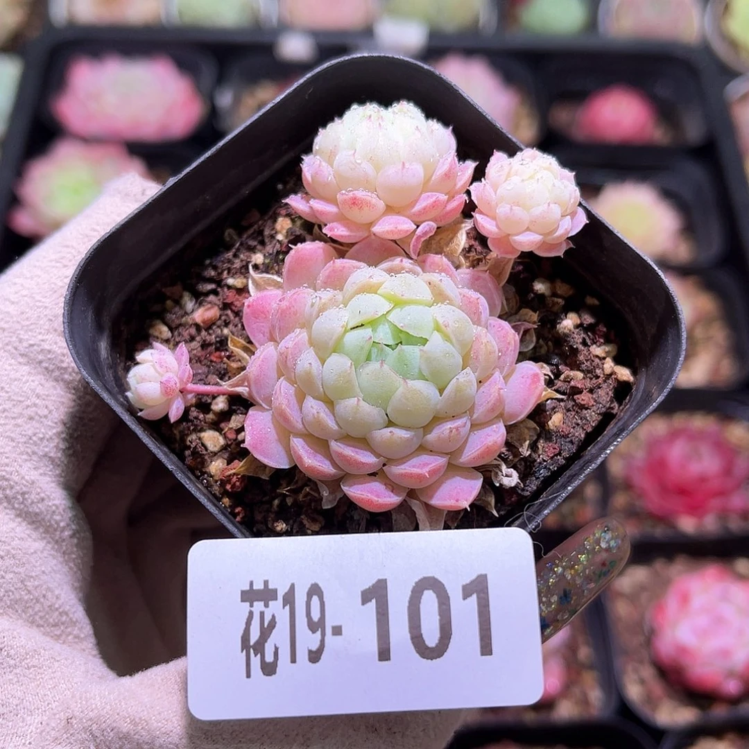 花利美19-101羊脂球